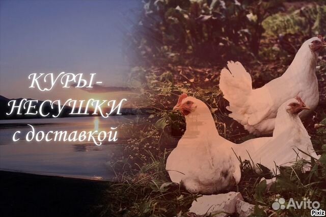 Куры несушки с доставкой