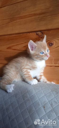 Рыжий котенок мальчик