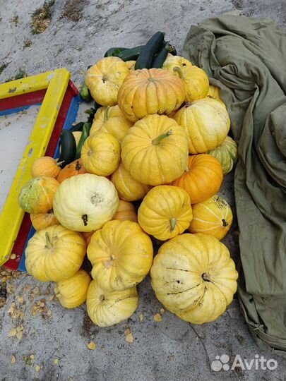 Тыква домашняя