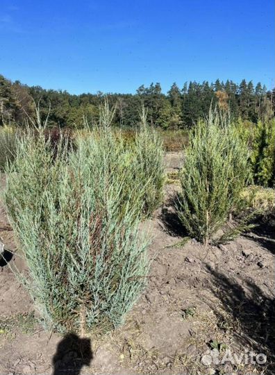 Можжевельник Блю Эрроу с гарантией приживаемости
