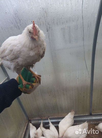 Петушки леггорн