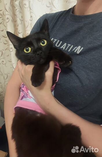 Ласковая кошечка
