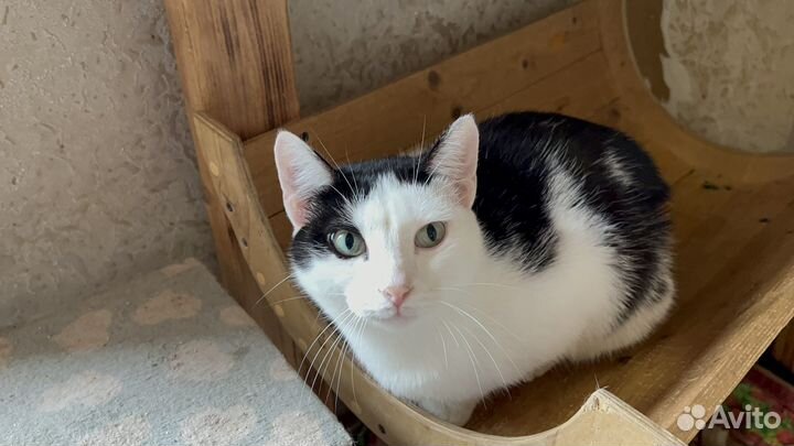 Кот ищет любящих хозяев