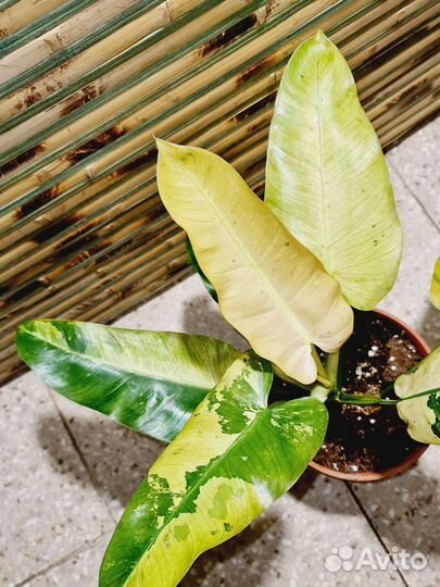 Филодендрон Виппл Вэй