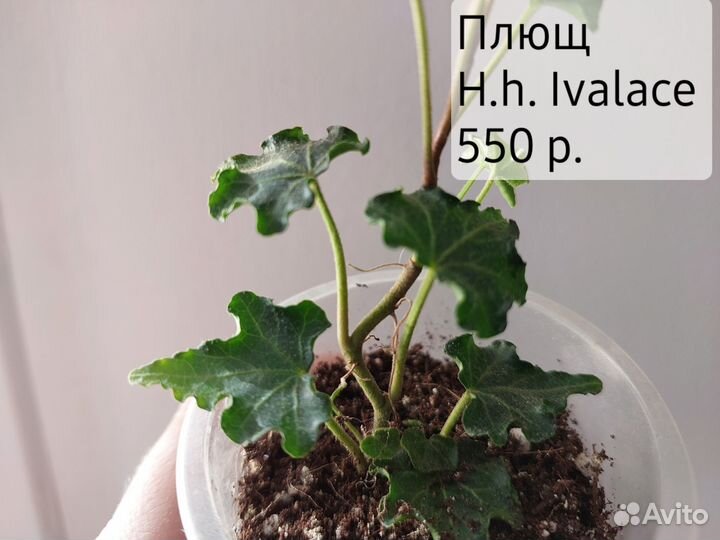 Декоративно-лиственные растения