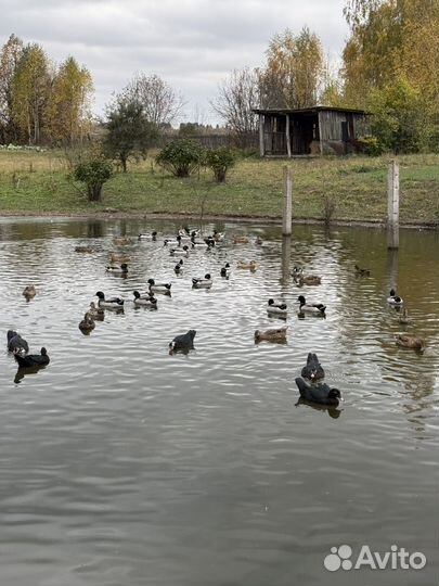 Дикие утки подсадная и селезни