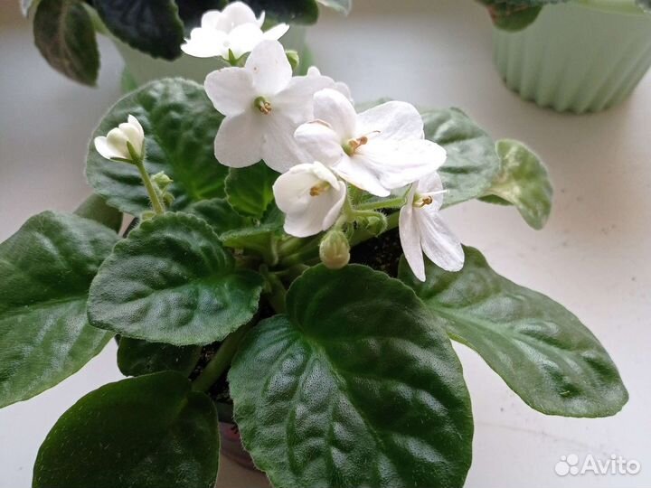 Цветы фиалки и бегония