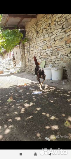 Бойцовые петухи и цыплята