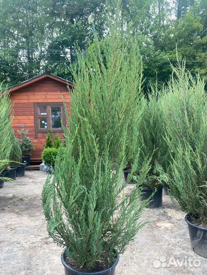 Можжевельник Блю Эрроу С3