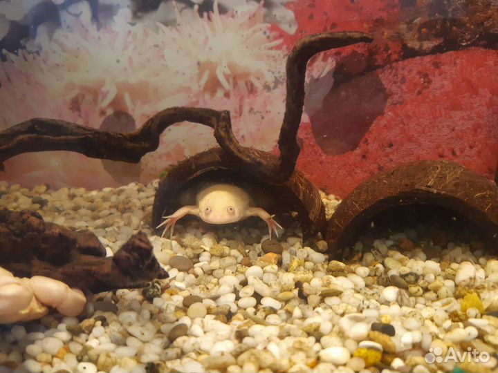 Кокос для аквариума