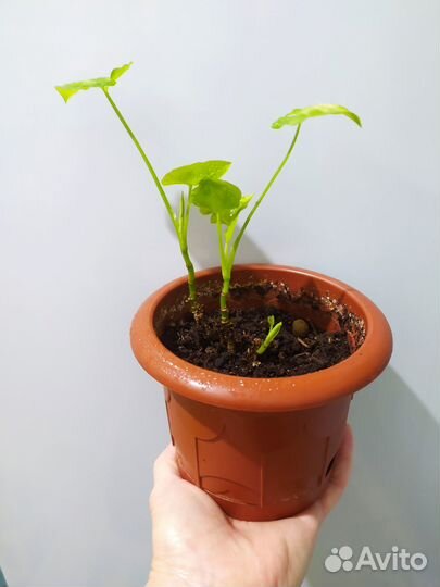 Сингонии Голден Аллюжн