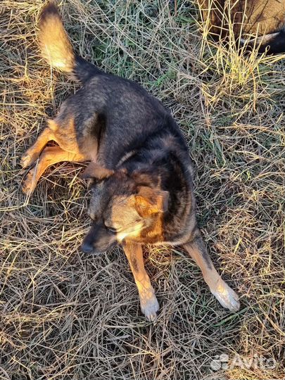 Собака в добрые руки