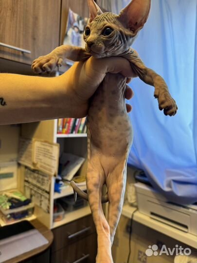 Донской сфинкс котята