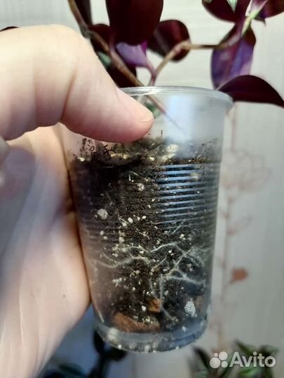 Традесканция Зебрина