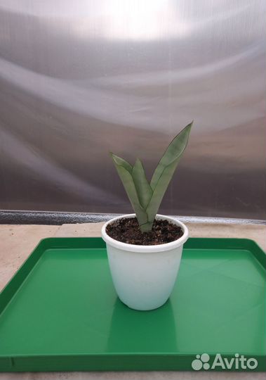 Сортовые сансевиерии - 2