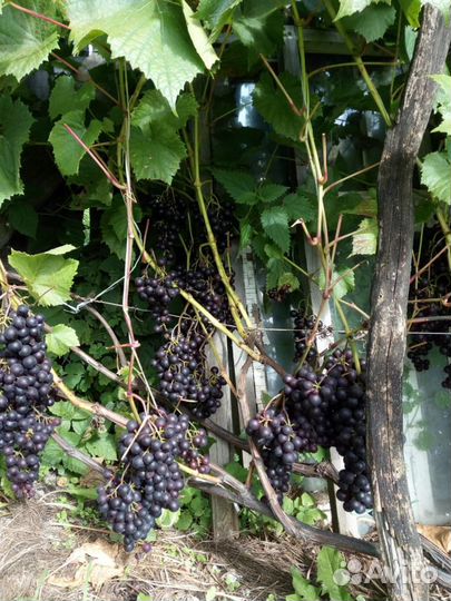Саженцы и черенки винограда