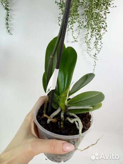 Орхидея фаленопсис Кадиллак трилипс