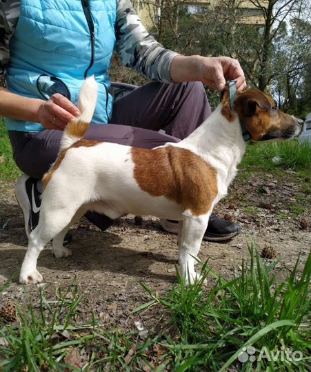 Вязка джек Рассел терьер