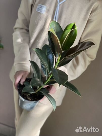 Фикус эластика мелани D14