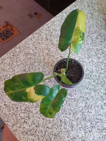 Филодендрон Бурле макс вариегатный