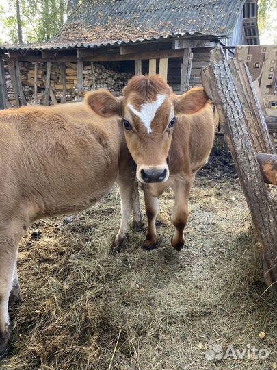 Телочка джерси +айширская