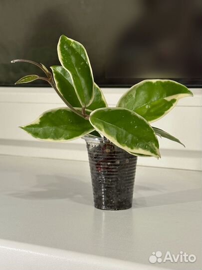 Хойя Кримсон Квин