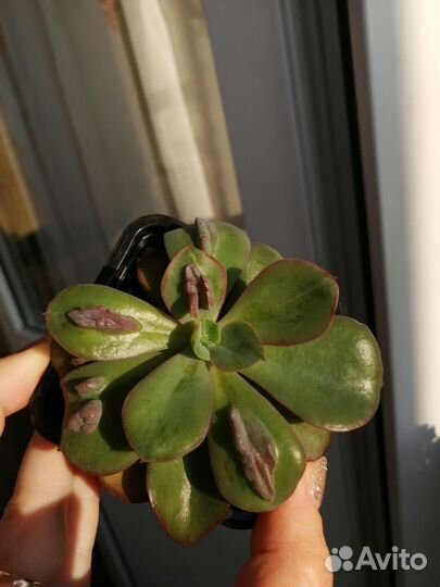 Суккуленты коллекционные