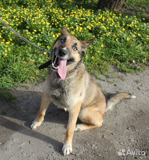 Собачка бесплатно