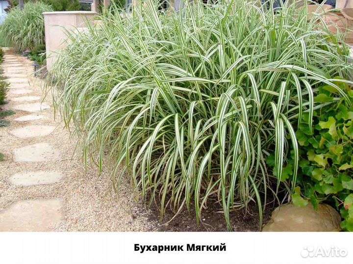 Декоративные злаки для сада, саженцы