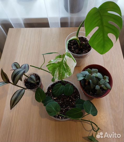 Комнатные растения набором