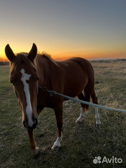 Буденновская лошадь