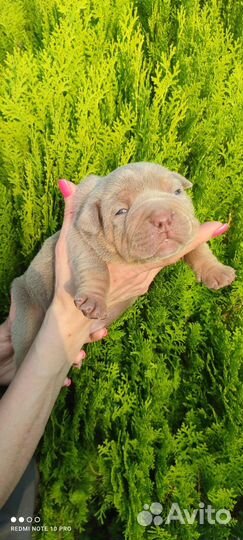 Щенки американских булли