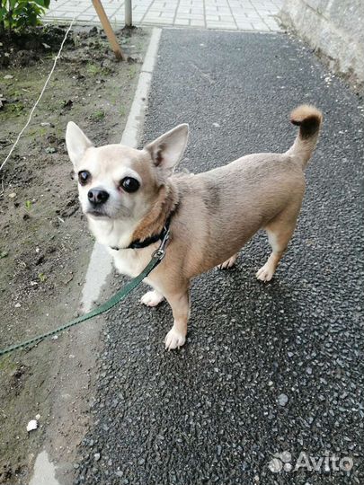 Передержка животных