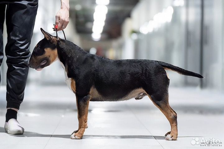 Вязка. Бультерьер стандартный