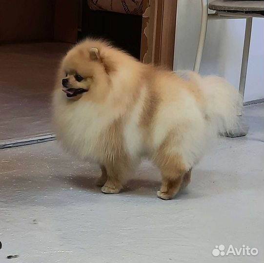 Померанский шпиц вязка