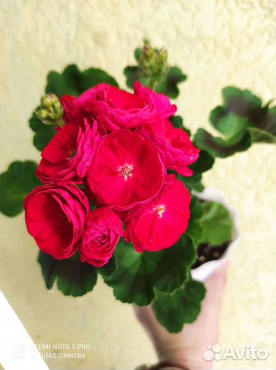 Пеларгония зональная,герань