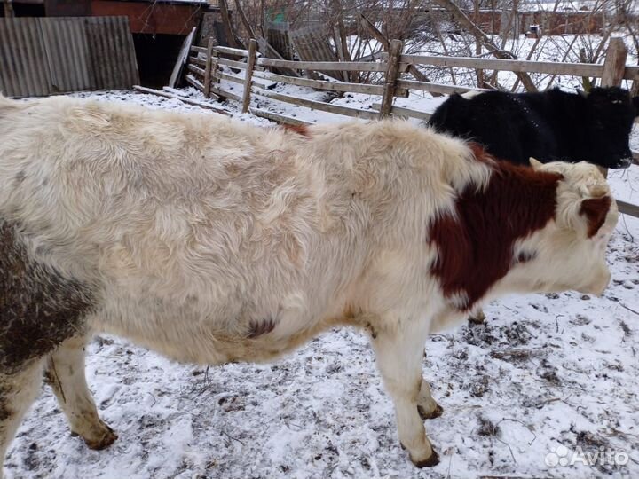 2 бычка и телочка