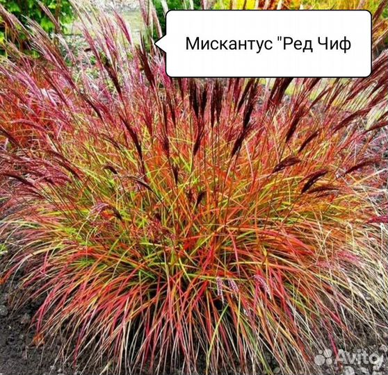 Мискантус