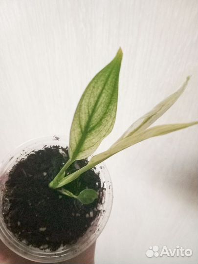 Спатифиллум Город Ангелов