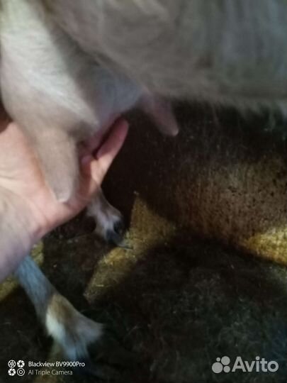 Продам молочных, мясных коз, козлят