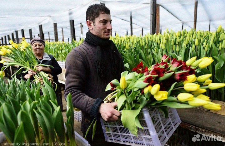 Тюльпаны оптом