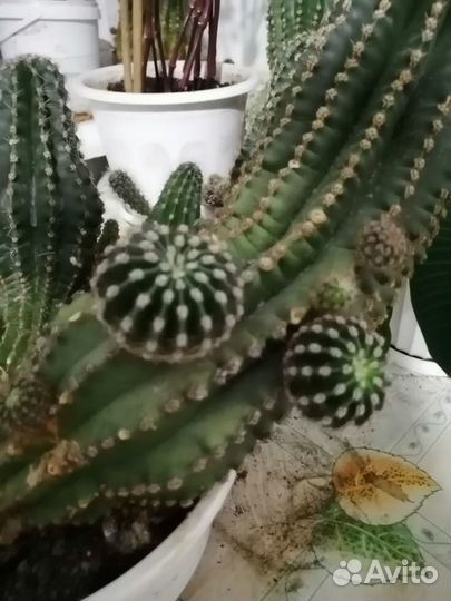 Кактусы разные большие и маленькие )
