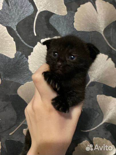 Вислоухие котята