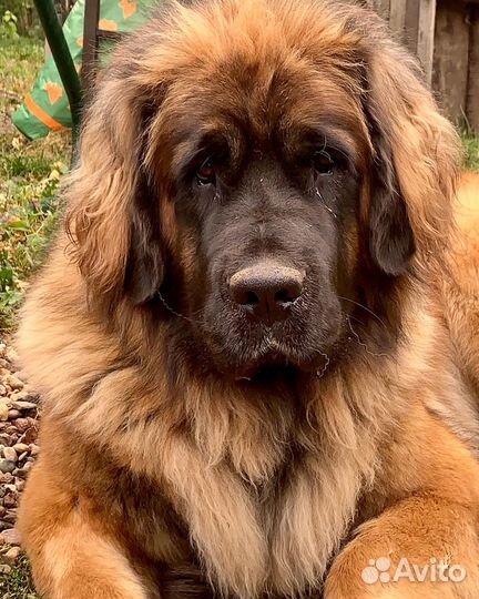 Щенки леонбергера