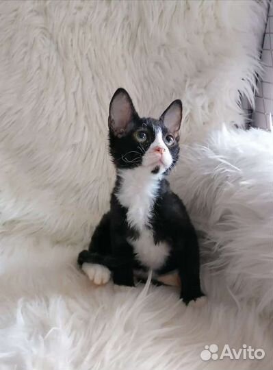 Медвежонок