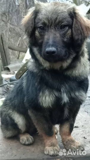 Собака в добрые руки отдам бесплатно