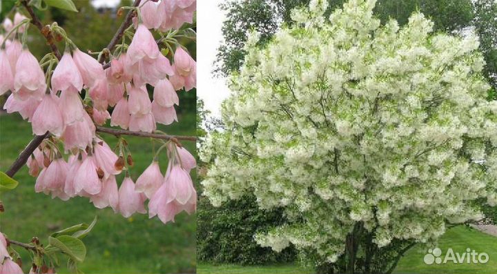 Красивоцветущие саженцы для сада. Доставка