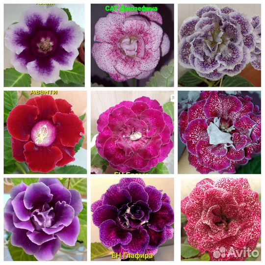 Глоксиния махровая. Листы, клубни, детки