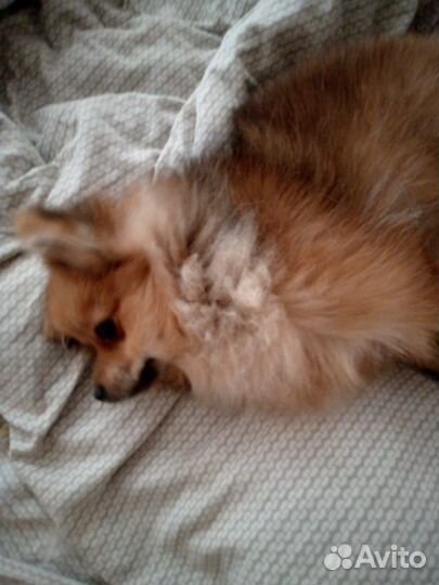 Передержка животных на время отпуска