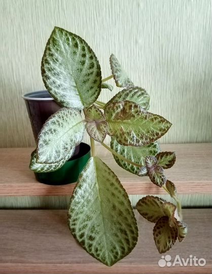 Эписции 4-х сортов